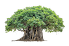 bargad-tree-client-access